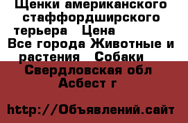 Щенки американского стаффордширского терьера › Цена ­ 20 000 - Все города Животные и растения » Собаки   . Свердловская обл.,Асбест г.